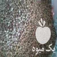 آگهی مشابه فروش بذر گشنیز کویتی در جهرم در گروه خرید فروش بذر - انواع محصول کشاورزی گوجه کتان میوه درخت در یکمیوه