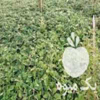 آگهی مشابه فروش بوته توت فرنگی در قائم شهر در گروه خرید فروش عمده توت فرنگی - خرید فروش عمده قرمز سفید در یکمیوه