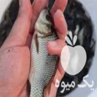 آگهی مشابه فروش بچه ماهی گرمابی بهترین نژاد کپور امور وماهی کوی در محمدشهر در گروه انواع ماهی - سالمون شیر کپور قرمز شوریده سفید گوپی مرکب در یکمیوه