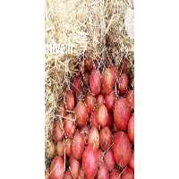 آگهی مشابه فروش عمده انار درجه یک کاشمر در خراسان رضوی در گروه خرید فروش عمده انار - ساوه شیراز شیرین ترش در یکمیوه