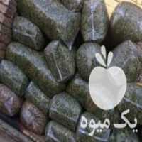 آگهی مشابه فروش ذرت بسته بندی شده در آبش احمد در گروه خرید فروش عمده ذرت - بلال مکزیکی علوفه دانه کشاورز در یکمیوه