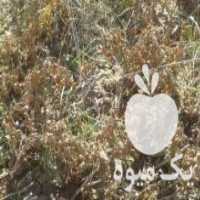 آگهی مشابه فروش ریشه درخت انگور در ملکان در گروه خرید فروش عمده انگور - یاقوتی شانی عسگری بی دانه قرمز در یکمیوه