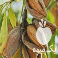 آگهی مشابه فروش انواع نهال بادام در اردبیل در گروه خرید فروش نهال - انواع گردو پسته بادام سلطانی انگور در یکمیوه