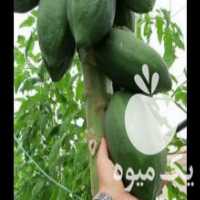 آگهی مشابه فروش نهال پاپایا یا خربزه درختی آماده باردهی در بندرعباس در گروه خرید فروش نهال - انواع گردو پسته بادام سلطانی انگور در یکمیوه