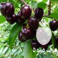 آگهی مشابه فروش انواع نهال سنجد بیدمجنون در میاندوآب در گروه خرید فروش عمده خرمالو - خرمالو رسیده نارس برگ عمده در یکمیوه