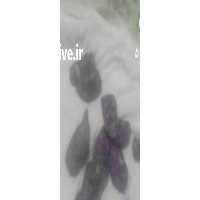 آگهی مشابه فروش تره بار سیب زمینی در اصفهان در گروه خرید فروش عمده سیب زمینی - زودرس دیررس آگریا اسپریت اردبیل همدان در یکمیوه