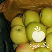 آگهی مشابه فروش سیب میانه در مراغه در گروه خرید فروش عمده سیب - زرد و قرمز گلاب پاییزه در یکمیوه
