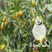 آگهی مشابه فروش کامکوات یا پرتغال تزئینی در تنکابن در گروه خرید فروش عمده پرتقال - پرتقال رسمی تامسون خونی جنوب در یکمیوه