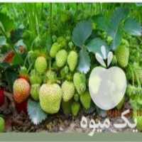 آگهی مشابه فروش بوته توت فرنگی محلی عالی درجه یک در ساری در گروه خرید فروش عمده توت فرنگی - خرید فروش عمده قرمز سفید در یکمیوه