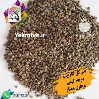 آگهی مشابه فروش پخش سراسری بذر گل گاوزبان ایرانی در تهران در گروه خرید فروش عمده گیاهان زینتی - گرمسیری آپارتمانی باغچه آب در یکمیوه