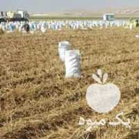 آگهی مشابه فروش سردخانه سیب زمینی در همدان در گروه اجاره سردخانه - محصولات کشاورزی میوه صنعتی تنی در یکمیوه