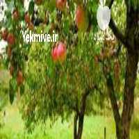 آگهی مشابه فروش اجاره داده میشود باغ سیب در ارومیه در آذربایجان غربی در گروه خرید فروش عمده سیب - زرد و قرمز گلاب پاییزه در یکمیوه