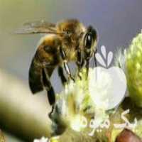 آگهی مشابه فروش عسل 100 در 100 طبیعی  ژل رویال  گرده گل 100 در 100 خالص در گرگان در گروه عسل شیره و فرآورده ی مربا - طبیعی گون کوهی آویشن در یکمیوه