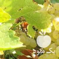 آگهی مشابه فروش شیره انگور ارگانیک در قزوین در گروه عسل شیره و فرآورده ی مربا - طبیعی گون کوهی آویشن در یکمیوه