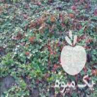 آگهی مشابه فروش توت فرنگی گیلاسی درجه یک در ساری در گروه خرید فروش عمده توت - خرید شاتوت سفید طلایی موزی قرمز در یکمیوه