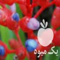 آگهی مشابه فروش بوته توت فرنگی از دو نژاد کمیاب آناناسی و روح آلپ در تهران در گروه خرید فروش عمده توت - خرید شاتوت سفید طلایی موزی قرمز در یکمیوه