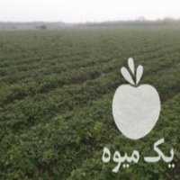 آگهی مشابه فروش بوته توت فرنگی در جویبار در گروه خرید فروش عمده توت - خرید شاتوت سفید طلایی موزی قرمز در یکمیوه