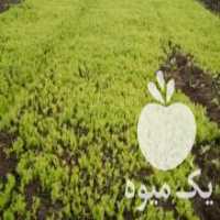 آگهی مشابه فروش نشا کاهو محلی در آمل در گروه خرید فروش نشا - انواع گوجه برنج کاهو پیاز کاری فرنگی در یکمیوه