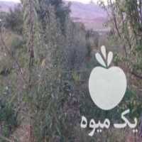 آگهی مشابه فروش نهال بادام در عجب شیر در گروه خرید فروش نهال - انواع گردو پسته بادام سلطانی انگور در یکمیوه