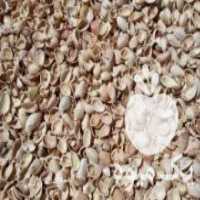 آگهی مشابه فروش پوست پسته 400 تومن صادراتی در فیض آباد در گروه پسته - کوهی شامی خام اکبری تازه کله قوچی در یکمیوه