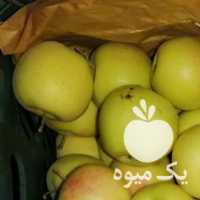 آگهی مشابه فروش سیب میانه در مراغه در گروه خرید فروش عمده سیب - زرد و قرمز گلاب پاییزه در یکمیوه