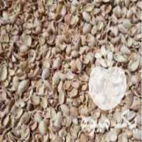 آگهی مشابه فروش پوست پسته 400 تومن صادراتی تمیز در فیض آباد در گروه پسته - کوهی شامی خام اکبری تازه کله قوچی در یکمیوه