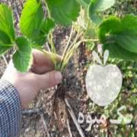 آگهی مشابه فروش بوته توت فرنگی در سبزوار در گروه خرید فروش عمده توت فرنگی - خرید فروش عمده قرمز سفید در یکمیوه