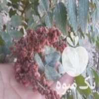 آگهی مشابه فروش پخش نهال و گل خارجی در تهران در گروه خرید فروش نهال - انواع گردو پسته بادام سلطانی انگور در یکمیوه