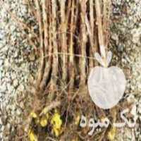 آگهی مشابه فروش نهال زرشک پلویی در سمنان در گروه خرید فروش نهال - انواع گردو پسته بادام سلطانی انگور در یکمیوه