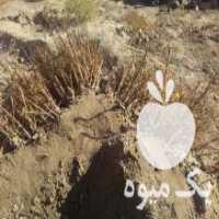 آگهی مشابه فروش نهال زرشک پلویی و عناب خرمایی در بوشهر در گروه خرید فروش نهال - انواع گردو پسته بادام سلطانی انگور در یکمیوه