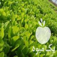 آگهی مشابه فروش نشاء کاهو در ساری در گروه خرید فروش نشا - انواع گوجه برنج کاهو پیاز کاری فرنگی در یکمیوه