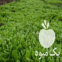 آگهی مشابه نشا کاهو و فروش انواع سبزیجات در آمل در گروه خرید فروش نشا - انواع گوجه برنج کاهو پیاز کاری فرنگی در یکمیوه