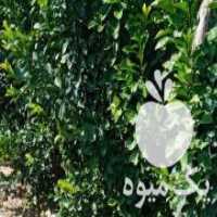 آگهی مشابه فروش عمده نهال در جهرم در گروه خرید فروش نهال - انواع گردو پسته بادام سلطانی انگور در یکمیوه