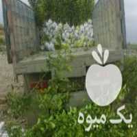 آگهی مشابه فروش نهال پرتقال لیمو و نارنگی در دزفول در گروه خرید فروش نهال - انواع گردو پسته بادام سلطانی انگور در یکمیوه