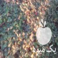 آگهی مشابه فروش بوته کاماراسو در جویبار در گروه خرید فروش عمده توت فرنگی - خرید فروش عمده قرمز سفید در یکمیوه