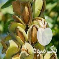 آگهی مشابه فروش نهالستان نمونه ⁦ در میاندوآب در گروه خرید فروش نهال - انواع گردو پسته بادام سلطانی انگور در یکمیوه