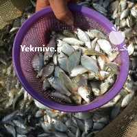 آگهی مشابه فروش بچه ماهی و غذای ماهی در تهران در گروه انواع ماهی - سالمون شیر کپور قرمز شوریده سفید گوپی مرکب در یکمیوه