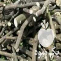 آگهی مشابه خرید و قطع انواع درخت در ساری در گروه خرید فروش عمده چوب- زغال چوب گردو تبریزی خام در یکمیوه