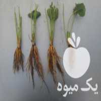 آگهی مشابه فروش بوته توت فرنگی در بهشهر در گروه خرید فروش عمده توت فرنگی - خرید فروش عمده قرمز سفید در یکمیوه