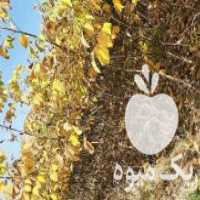 آگهی مشابه فروش نهال اصلاح شده در سامان در گروه خرید فروش نهال - انواع گردو پسته بادام سلطانی انگور در یکمیوه