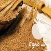 آگهی مشابه فروش نهاده های دامی در نقاب در گروه نهاده ها دام و طیور در یکمیوه