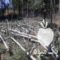 آگهی مشابه خرید همه رقم چوب شال بید گردو صنوبر در همدان در گروه خرید فروش عمده چوب- زغال چوب گردو تبریزی خام در یکمیوه