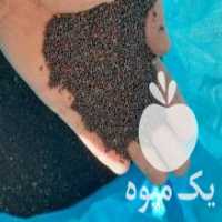 آگهی مشابه فروش بذر کلزا تراپر آلمانی در آق قلا در گروه خرید فروش بذر - انواع محصول کشاورزی گوجه کتان میوه درخت در یکمیوه
