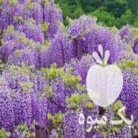 آگهی مشابه فروش بذر گیاهان کمیاب در تهران در گروه خرید فروش بذر - انواع محصول کشاورزی گوجه کتان میوه درخت در یکمیوه