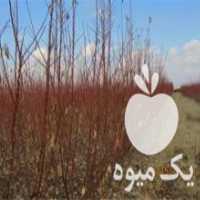 آگهی مشابه فروش نهال بادام آذر 50 پیوندی در تبریز در گروه خرید فروش نهال - انواع گردو پسته بادام سلطانی انگور در یکمیوه