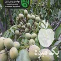 آگهی مشابه فروش نهال گردو پیوندی در ارومیه در گروه خرید فروش نهال - انواع گردو پسته بادام سلطانی انگور در یکمیوه