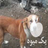 فروش سگ گله و جنگی در اصفهان در گروه سگ و گربه _ نگهبان هاسکی ژرمن دوبرمن سرابی در یکمیوه