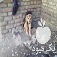 آگهی مشابه فروش توله گرگی بازیگوش در کلات در گروه سگ و گربه _ نگهبان هاسکی ژرمن دوبرمن سرابی در یکمیوه