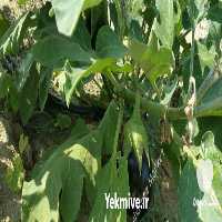 آگهی مشابه فروش بادمجان در بوشهر در گروه خرید فروش عمده بادمجان - قلمی دلمه کبابی مشکی سفید در یکمیوه