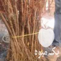آگهی مشابه فروش نهال زرشک بدون هسته قرمزرقم پلویی اناری وپفکی وعناب گرد در قهستان در گروه خرید فروش نهال - انواع گردو پسته بادام سلطانی انگور در یکمیوه